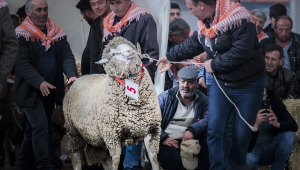 Güzeller podyumu salladı