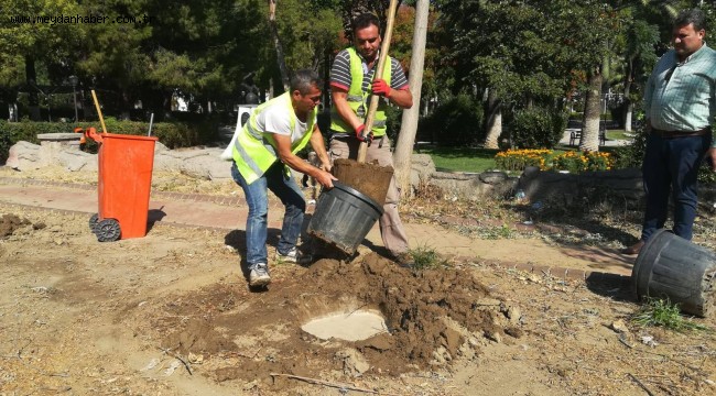 Menemen Belediyesi kurumuş ağaçların yerine yenilerini dikti