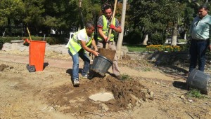 Menemen Belediyesi kurumuş ağaçların yerine yenilerini dikti