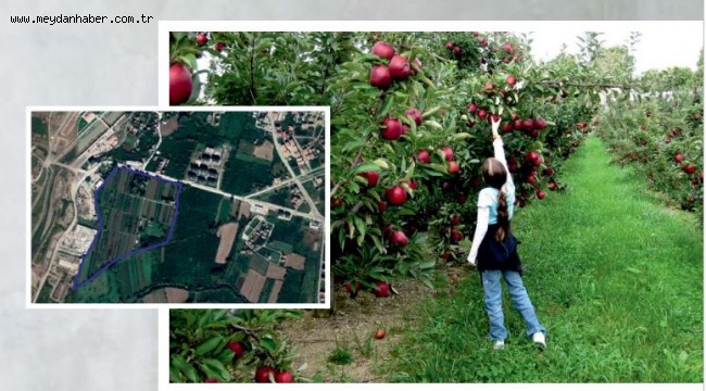 MERGİÇ PARK DÜZCENİN AKCİĞERİ OLACAK