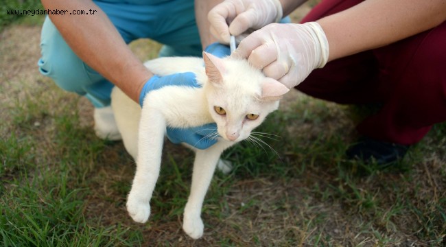 Osmangazi'de Can Dostlar Aşılandı 