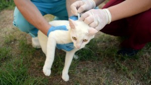 Osmangazi'de Can Dostlar Aşılandı 