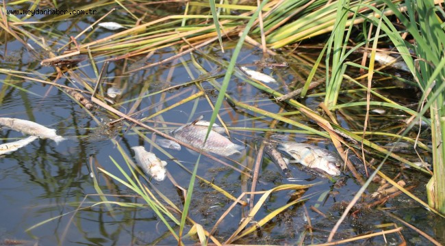 SELÇUK'TAKİ BALIK ÖLÜMLERİNİN NEDENİ ARAŞTIRILIYOR 