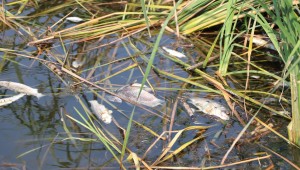 SELÇUK'TAKİ BALIK ÖLÜMLERİNİN NEDENİ ARAŞTIRILIYOR 