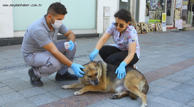 Sokak Hayvanlarının Dostu 'Vetbüs' Kartal'da