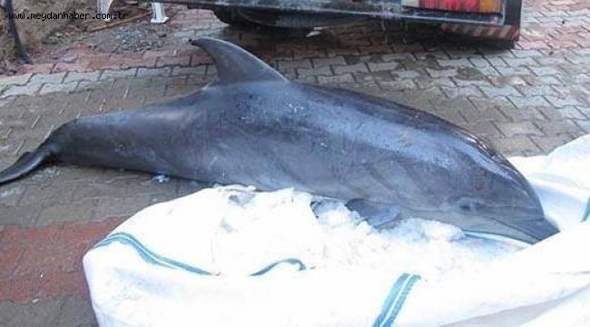 5 yıldır gömülü olan yunusun iskeleti EÜ Tabiat Tarihi Müzesi'nde  