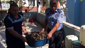 BAKTERİ YUVASINDA MİDYE ÜRETİMİ