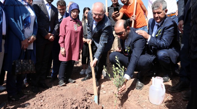 Derik'te zeytin hasat sezonu başladı