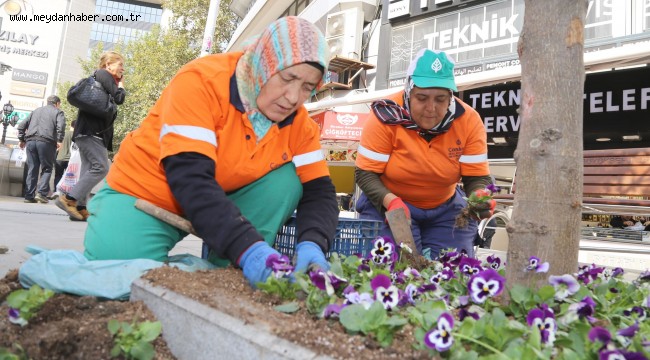 KIŞLIK MENEKŞELER SAKARYA'DA