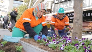 KIŞLIK MENEKŞELER SAKARYA'DA