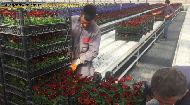 AFYONKARAHİSAR BELEDİYESİNE ELLİ BİN ADET ÇİÇEK