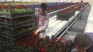 AFYONKARAHİSAR BELEDİYESİNE ELLİ BİN ADET ÇİÇEK