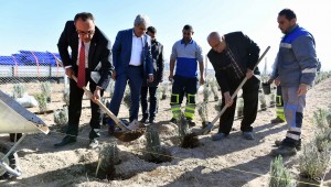 ANKARA BÜYÜKŞEHİR BELEDİYE BAŞKANI MANSUR YAVAŞ'IN TALİMATI İLE BAŞKENT'TE İTHAL BİTKİ VE AĞAÇ DÖNEMİ KAPANDI