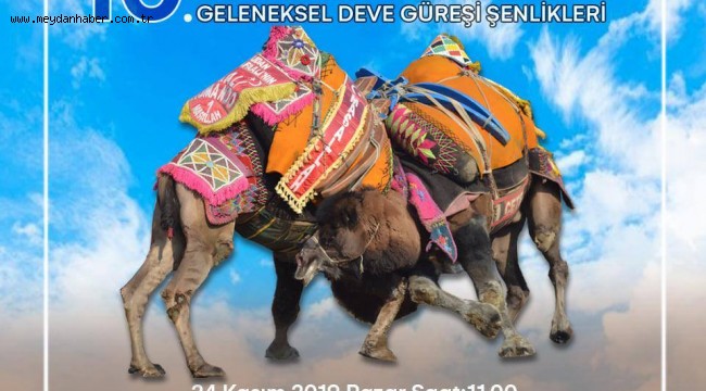 Bayındır Belediyesi Furunlu Deve Güreşi Pazar Günü Yapılacak