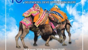 Bayındır Belediyesi Furunlu Deve Güreşi Pazar Günü Yapılacak