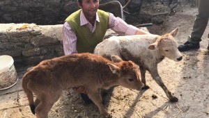 BÜYÜKŞEHİR'DEN YERLİ IRKA DESTEK 