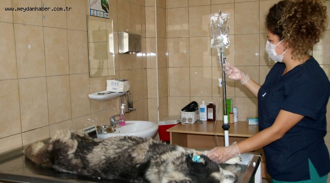 Çankaya Belediyesi Sahipsiz Sokak Hayvanları Bakım ve Rehabilitasyon Merkezi, sokak hayvanlarının geçirebileceği en ağır hastalıklardan bulaşıcı tümör tedavisini uygulayarak amansız hastalığa çare olmaya çalışıyor.