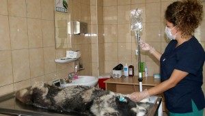 Çankaya Belediyesi Sahipsiz Sokak Hayvanları Bakım ve Rehabilitasyon Merkezi, sokak hayvanlarının geçirebileceği en ağır hastalıklardan bulaşıcı tümör tedavisini uygulayarak amansız hastalığa çare olmaya çalışıyor.