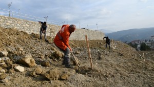Karabük'te Binlerce Ceviz Fidanı Toprakla Buluştu