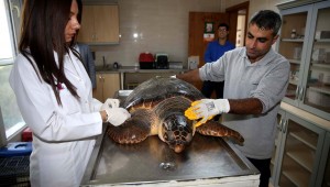 Karşıyaka Belediyesi Veteriner İşleri Müdürlüğü ekipleri tarafından Bostanlı'da kıyıya vurmuş halde bulunan caretta caretta, sağlık kontrollerinin tamamlanmasının ardından doğal ortamına salındı.