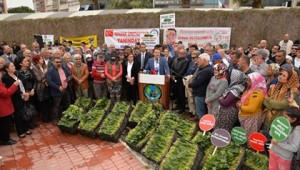 Menemen Belediyesi'nden ıspanak üreticisine destek