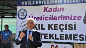 Muğla Büyükşehir Belediyesi kırsal kalkınma çalışmaları ve kadın üreticilere destek olmak için pilot bölge olarak seçilen Menteşe ilçesinde, 40 üreticiye 120 kıl keçisi dağıttı.