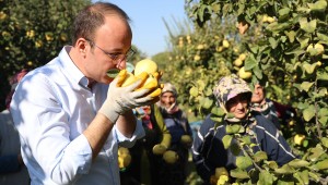 PAMUKKALE AYVASI DÜNYA PAZARINDA