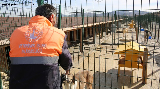  SOKAK HAYVANLARI EMİN ELLERDE... 