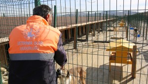  SOKAK HAYVANLARI EMİN ELLERDE... 