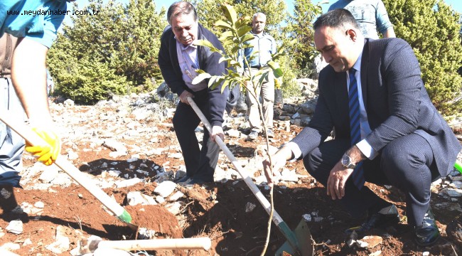 TOROSLAR'DA 450 ADET FİDAN TOPRAKLA BULUŞTU