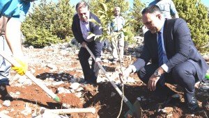 TOROSLAR'DA 450 ADET FİDAN TOPRAKLA BULUŞTU