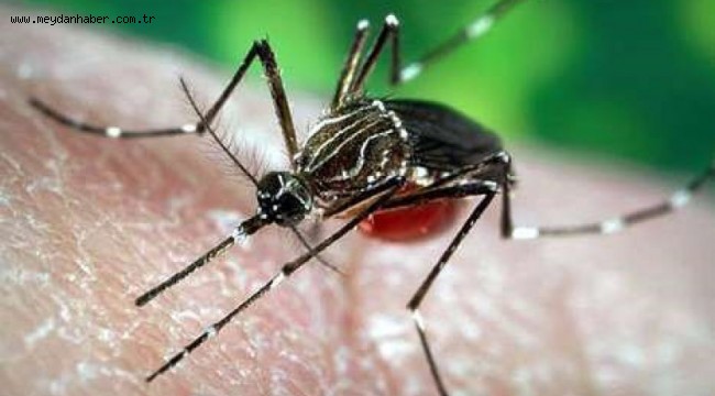 BATI NİL VİRÜSÜNE DİKKAT