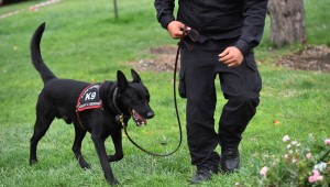 BÜYÜKŞEHİR BELEDİYESİ İTFAİYE DAİRE BAŞKANLIĞI K-9 KÖPEKLERİ, CANLI İNSAN ARAMA VE KURTARMADA ULUSLARARASI BAŞARIYA İMZA ATTI