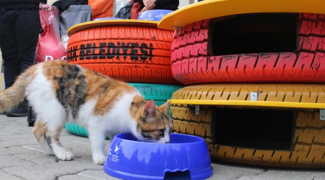 Konaklı öğrencilerin hayvan sevgisi