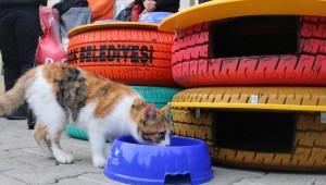 Konaklı öğrencilerin hayvan sevgisi