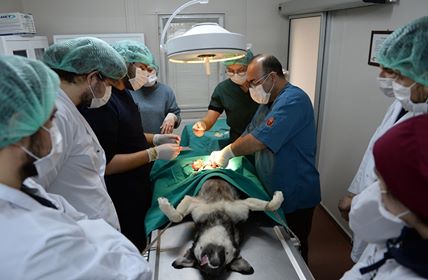 1 Yılda 8 Bin 117 Sokak Hayvanı Sağlığına Kavuştu