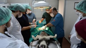 1 Yılda 8 Bin 117 Sokak Hayvanı Sağlığına Kavuştu