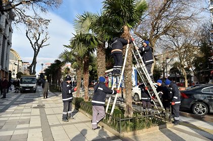 Avcılar'da ağaçlar kışa hazır