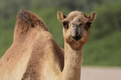 Avustralya'daki deve katliamına atlar da dahil edildi