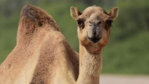 Avustralya'daki deve katliamına atlar da dahil edildi