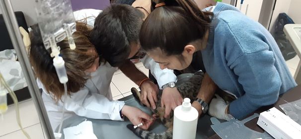 "BAŞKAN ALTINOK TALİMAT VERDİ, YARALI KEDİ ANINDA TEDAVİ EDİLDİ"