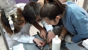 "BAŞKAN ALTINOK TALİMAT VERDİ, YARALI KEDİ ANINDA TEDAVİ EDİLDİ"