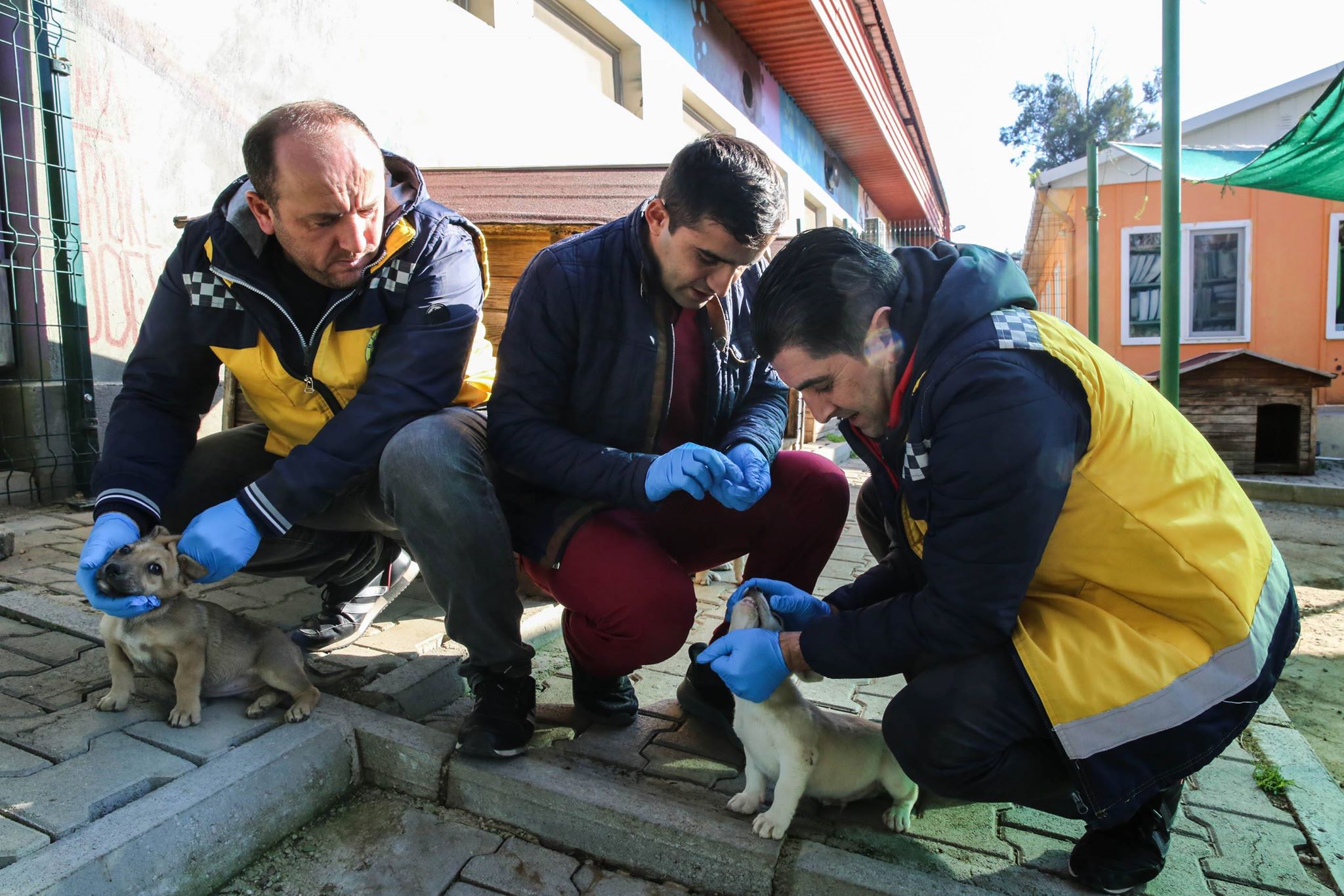 Buca veterinerliğinden kırsala uyuz çıkarması 