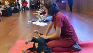 BÜYÜKŞEHİR BELEDİYESİ, HAYVANLARA YÖNELİK ÇALIŞMALARINA HIZ KESMEDEN DEVAM EDİYOR…