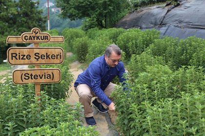  ÇAYKUR'un 16 milyonluk "stevia" macerası başlamadan bitti