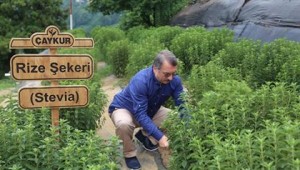  ÇAYKUR'un 16 milyonluk "stevia" macerası başlamadan bitti