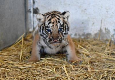 İzmir Doğal Yaşam Parkı'nda yavru aslan ve kaplan heyecanı 