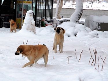  Ödemiş Belediyesi yaylalardaki sevimli dostları unutmadı