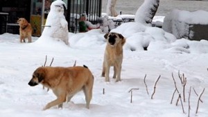  Ödemiş Belediyesi yaylalardaki sevimli dostları unutmadı