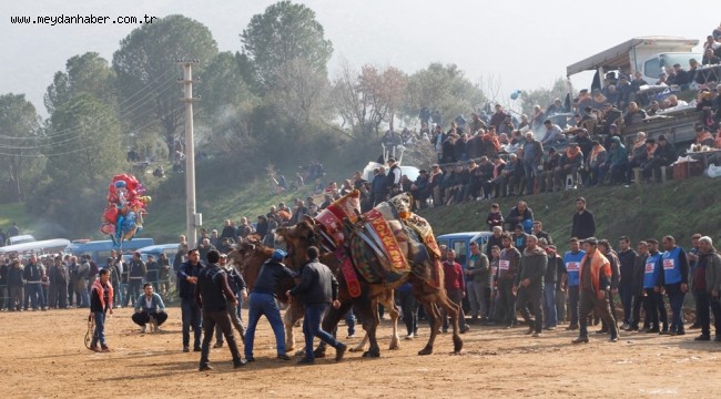 Ödemiş Konaklı deve güreşleri Pazar günü yapılacak